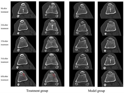 Umbilical cord mesenchymal stem cells promote the repair of trochlear groove reconstruction in dogs